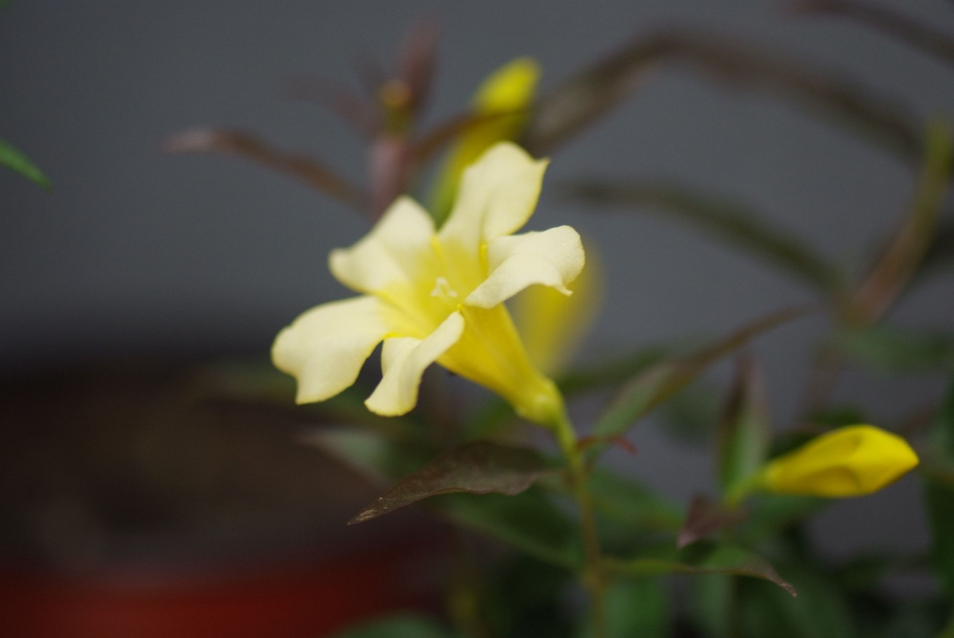 개나리자스민 - Carolina jasmine, Gelsemium sempervirens (L.) J.St.-Hil