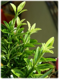 금사철 - Euonymus japonica for. aureo-variegata