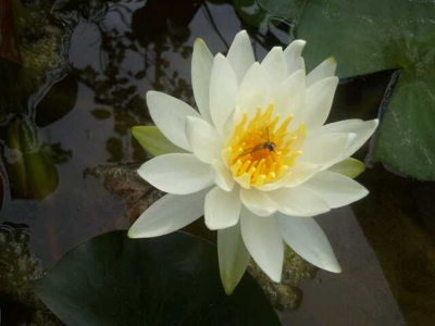 수련 - Nymphaea tetragona var. angusta