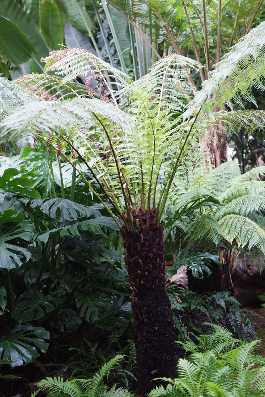 딕소니아 안타르크티카 - Tree Ferns, Dicksonia antarctica