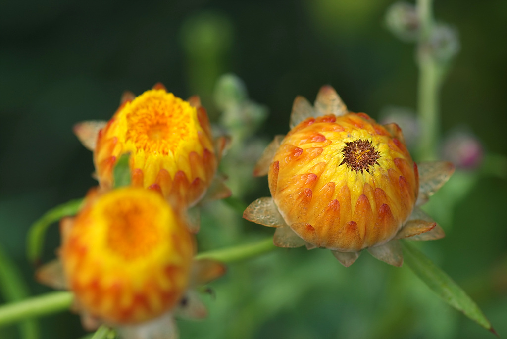 밀짚꽃 - straw flower, Helichrysum bracteatum