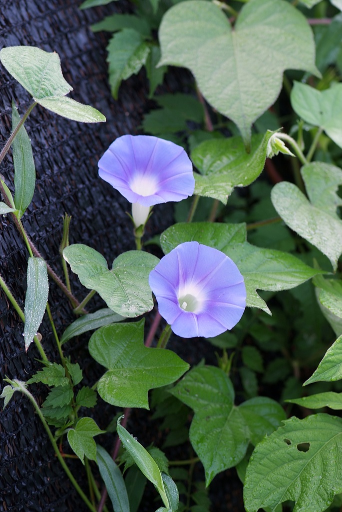 나팔꽃 - morning glory, Pharbitis nil (L.) Choisy