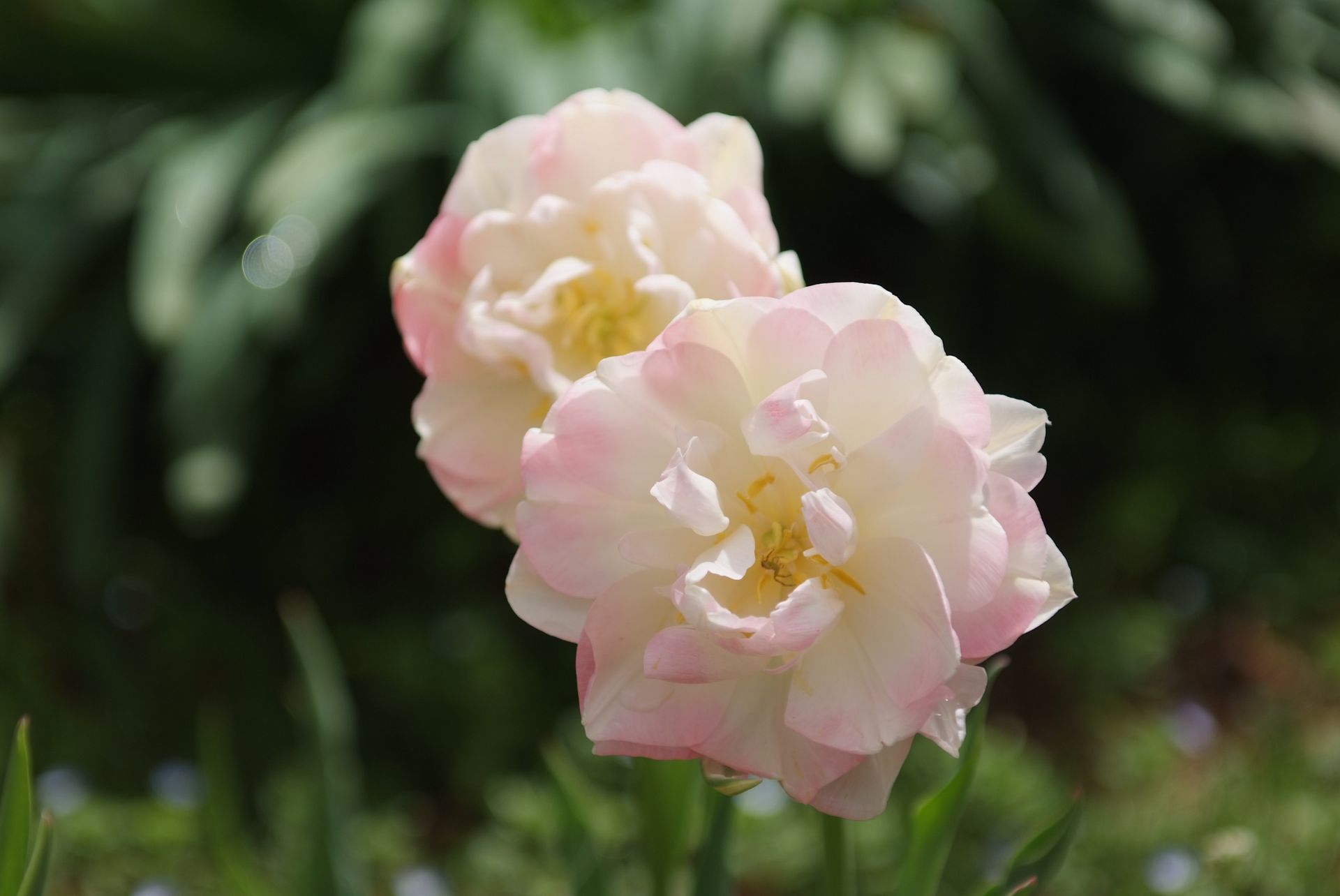 튤립 - Tulip, Tulipa gesneriana