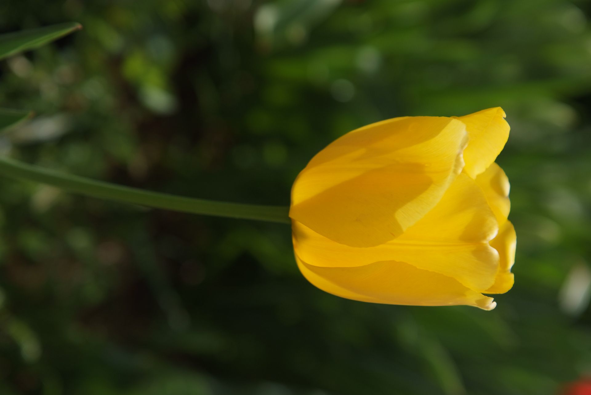 튤립 - Tulip, Tulipa gesneriana