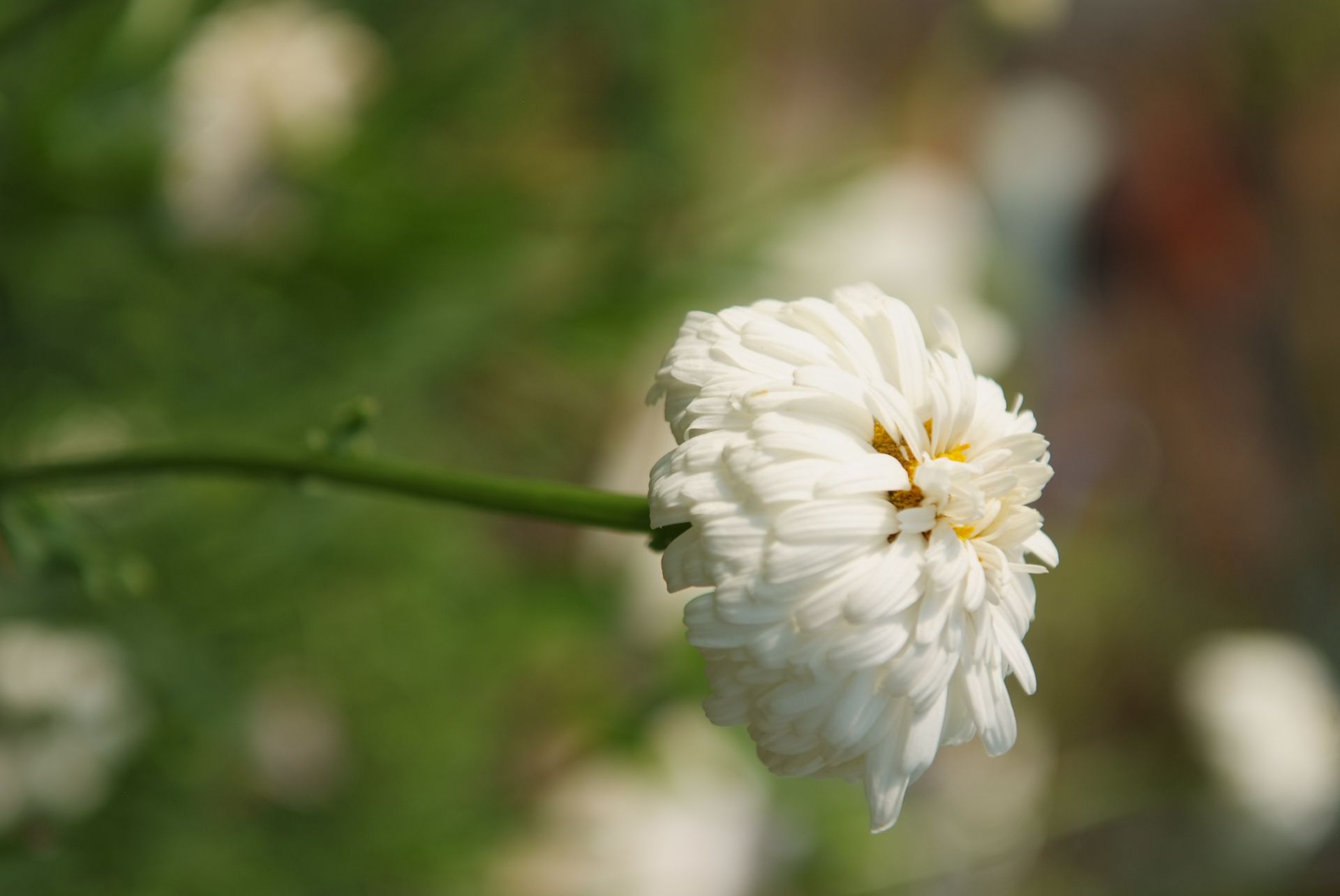 샤스타데이지 - Shasta daisy, Leucanthemum x superbum