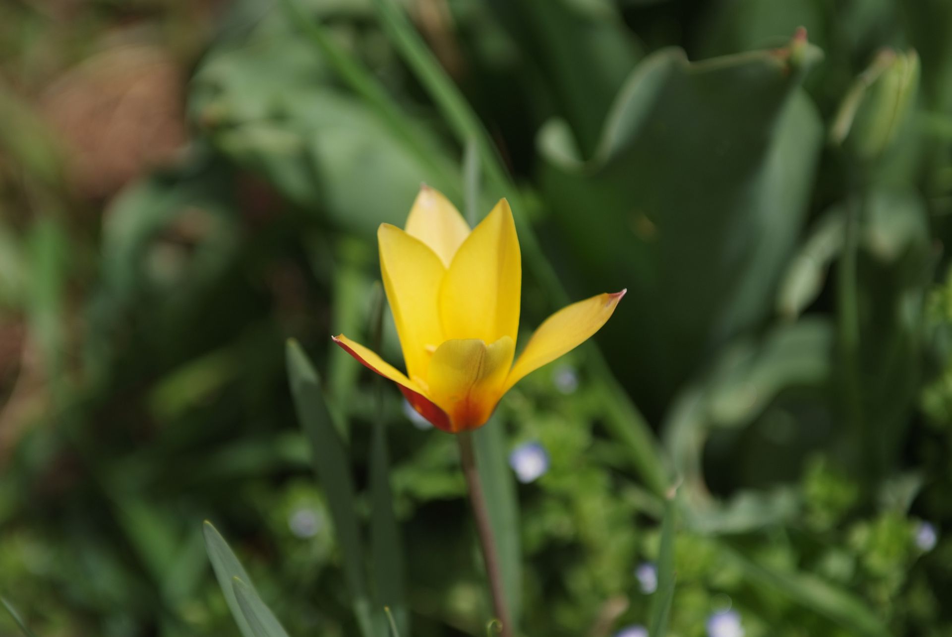 튤립 - Tulip, Tulipa gesneriana