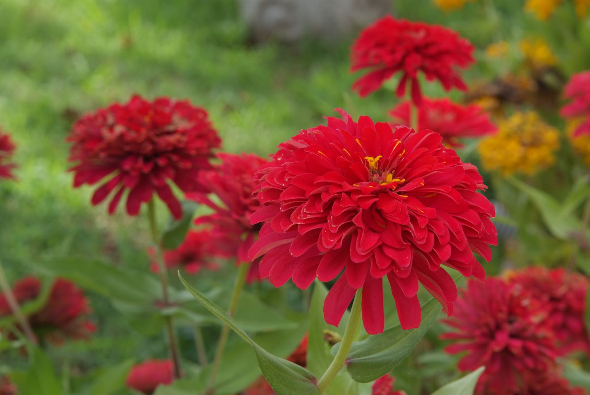 백일홍 - Zinnia, Zinnia elegans