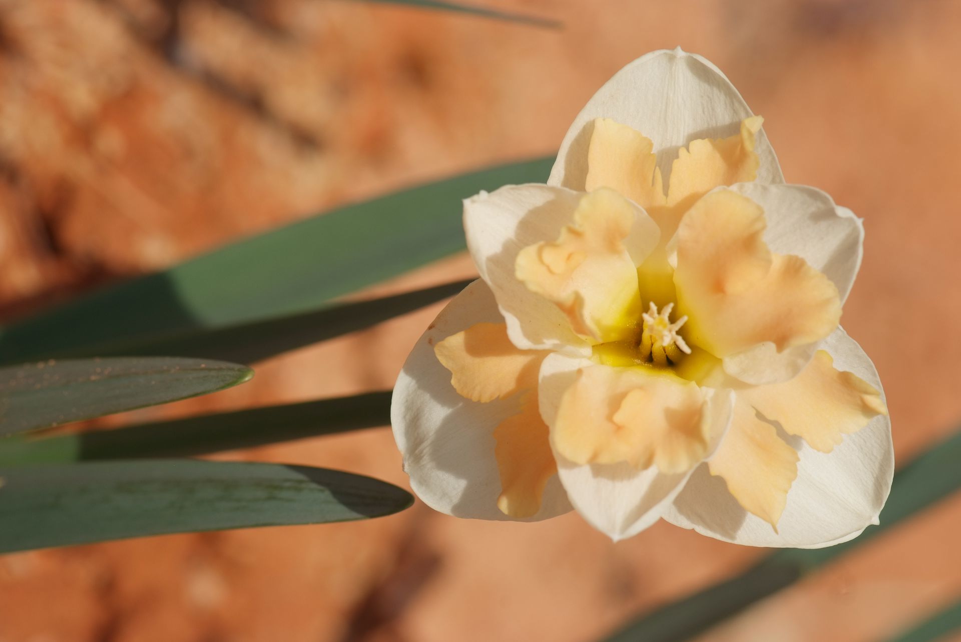 수선화 - daffodil, Narcissus tazetta var. chinensis