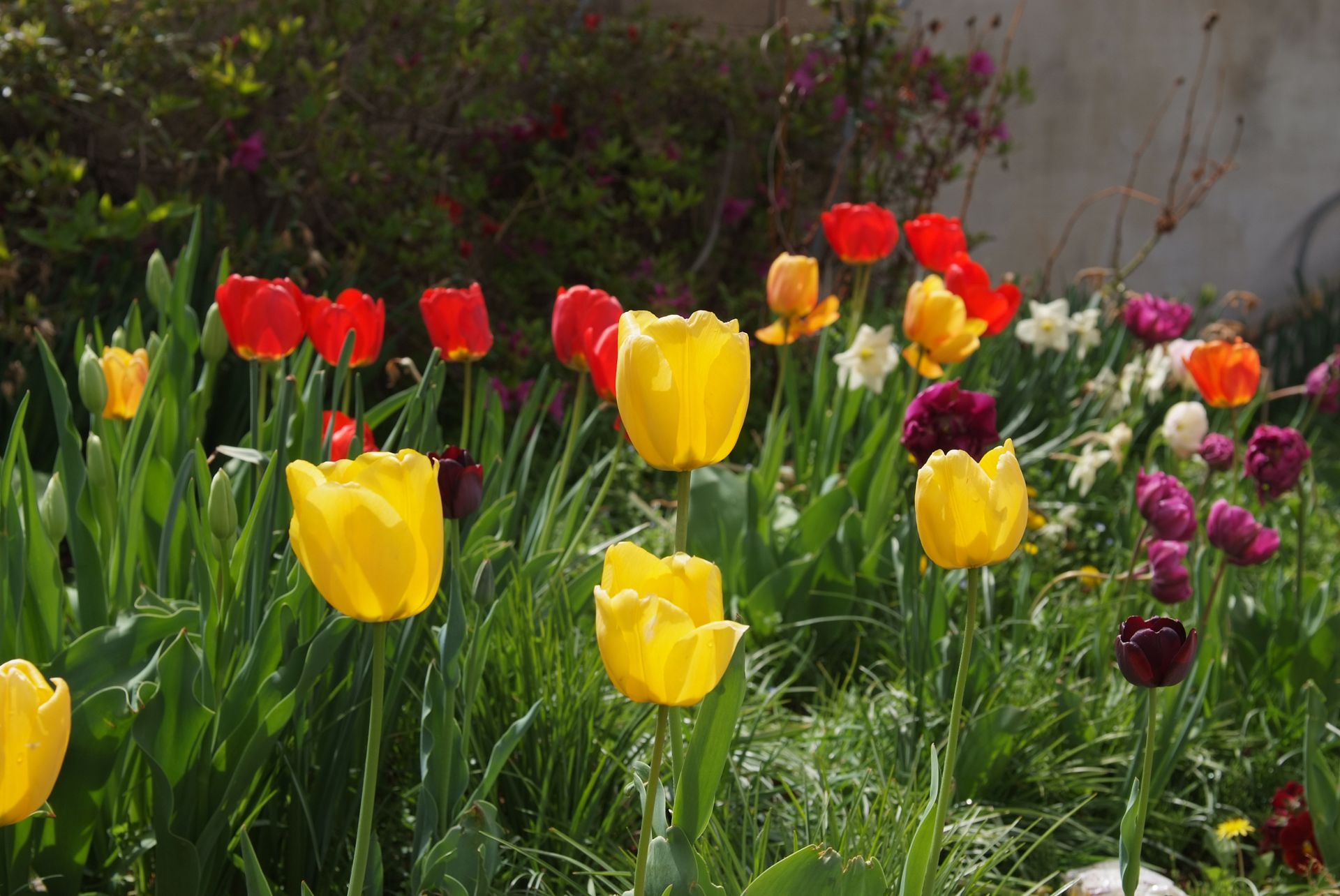 튤립 - Tulip, Tulipa gesneriana