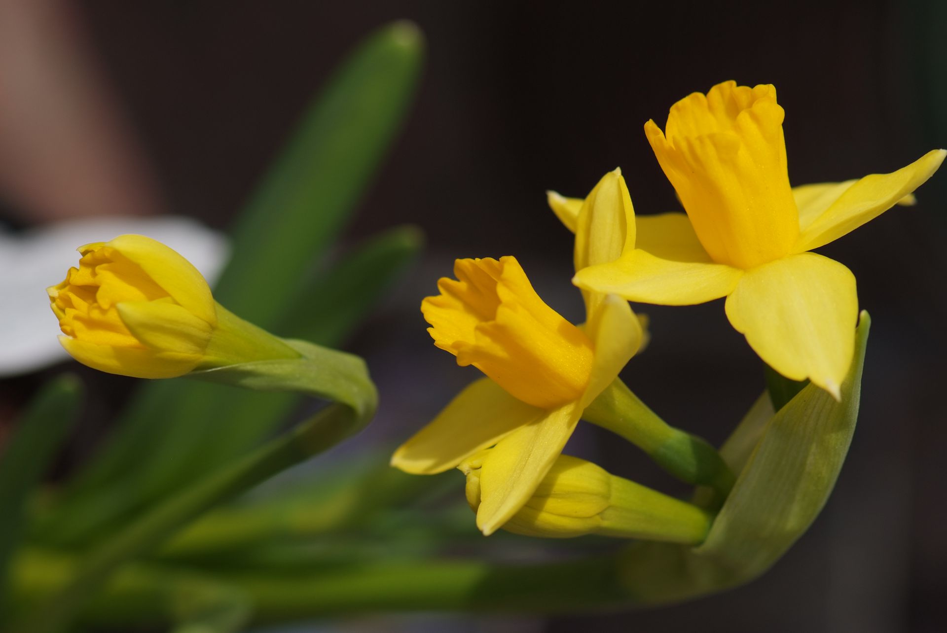 수선화 - daffodil, Narcissus tazetta var. chinensis