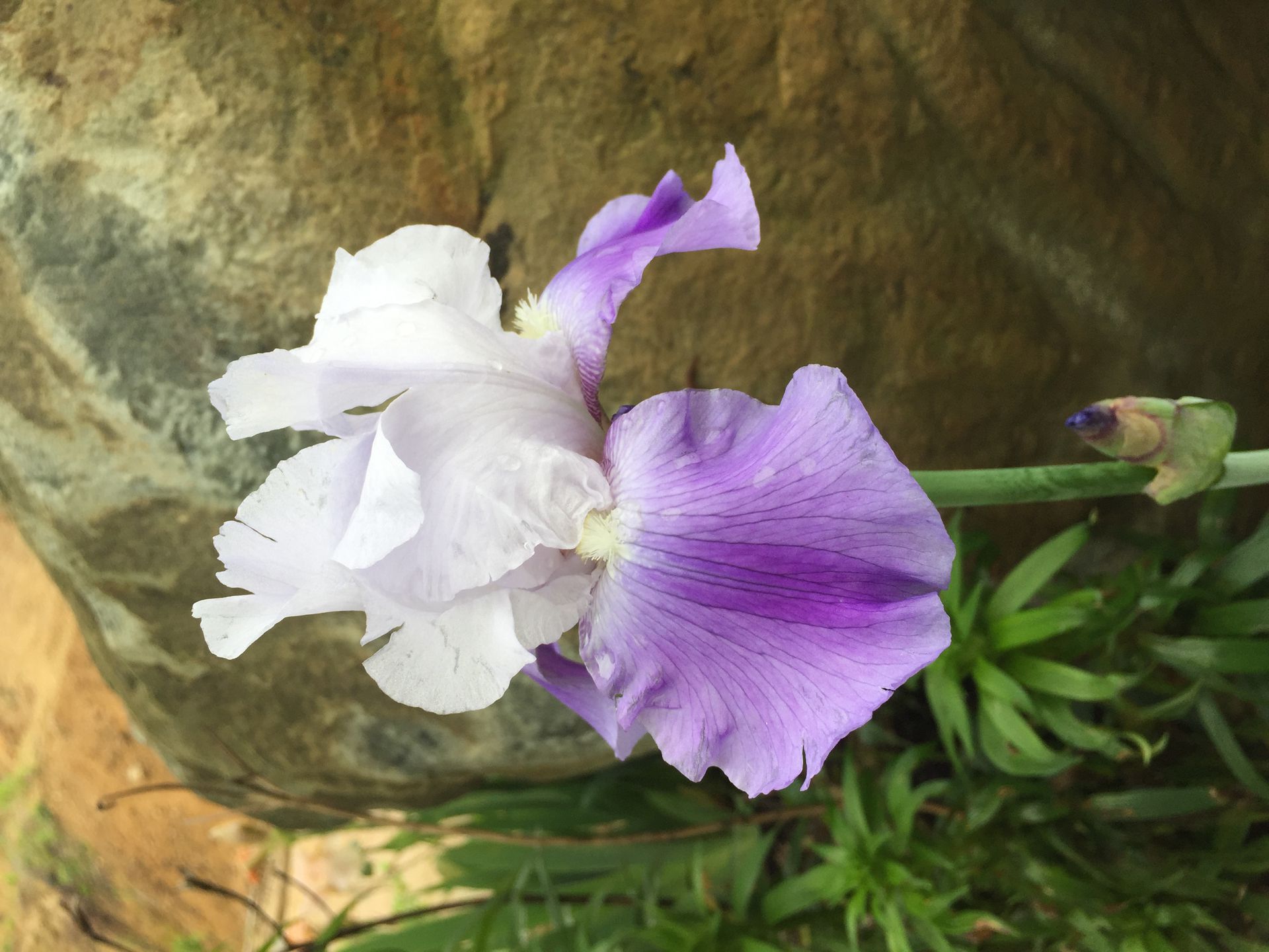 독일붓꽃 - German iris, Iris germanica L.
