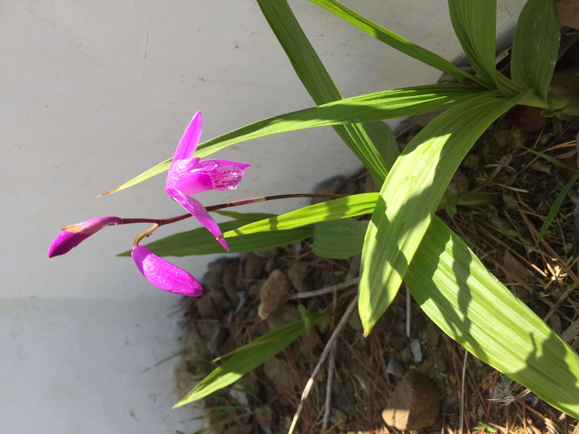 자란 - Bletilla striata (Thunb. ex Murray) Rchb.f.