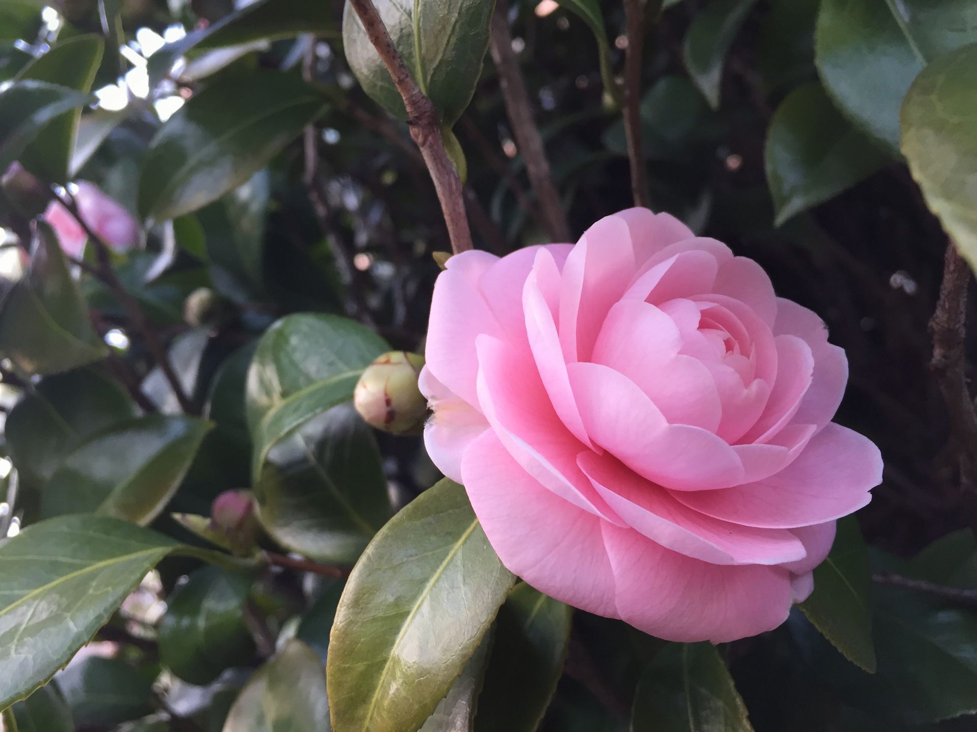동백나무 - Camellia japonica L.
