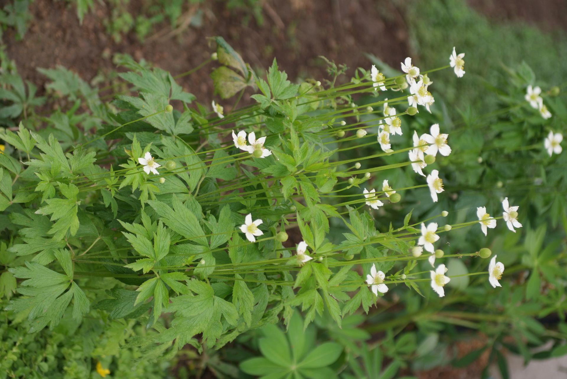 바람꽃 - Anemone narcissiflora