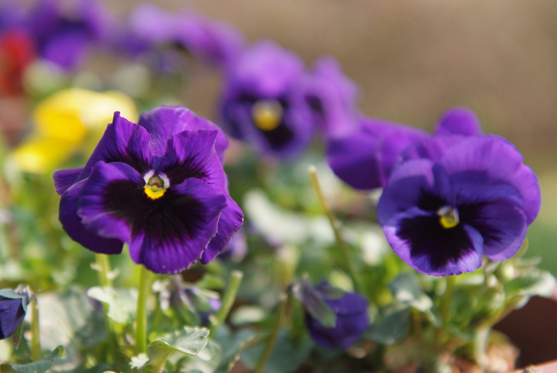 팬지 - Pansy, Viola tricolor L.