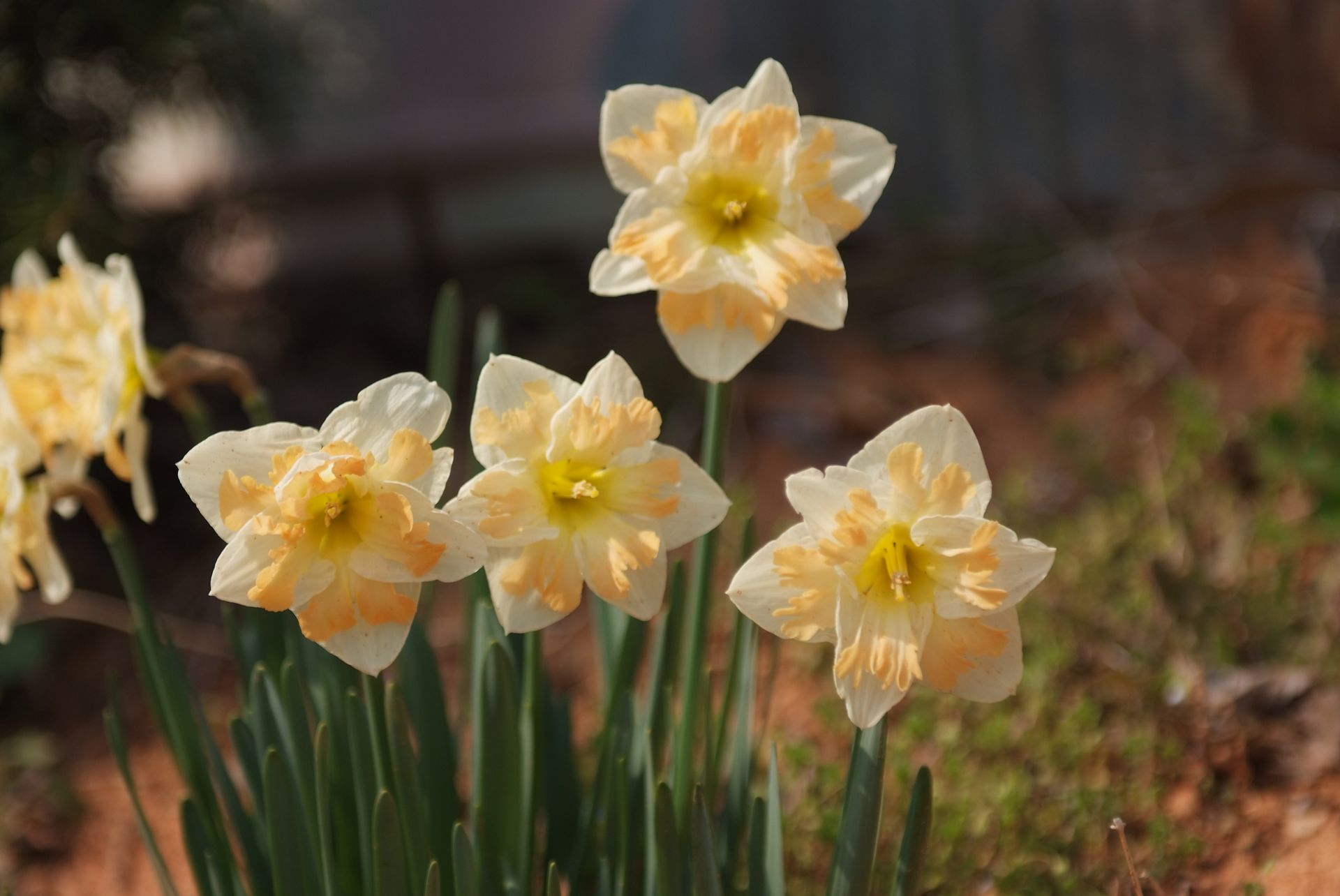 수선화 - daffodil, Narcissus tazetta var. chinensis