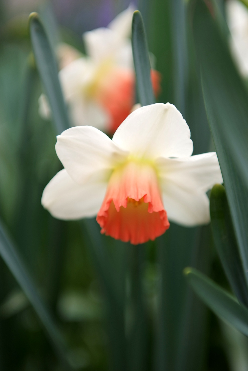 수선화 - daffodil, Narcissus tazetta var. chinensis