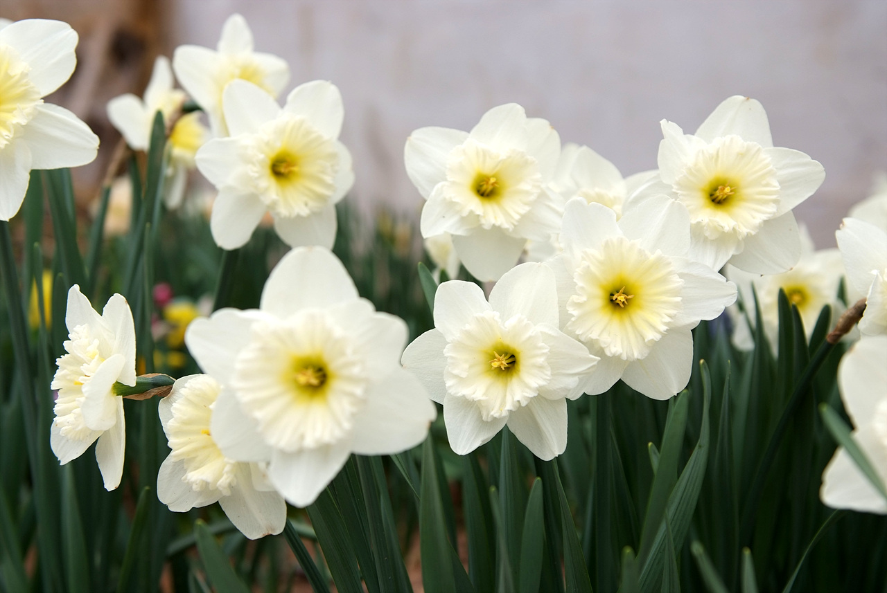 수선화 - daffodil, Narcissus tazetta var. chinensis