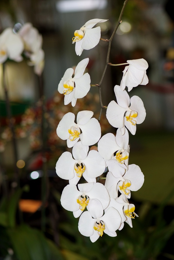 호접란 - Moth orchids, phalaenopsis