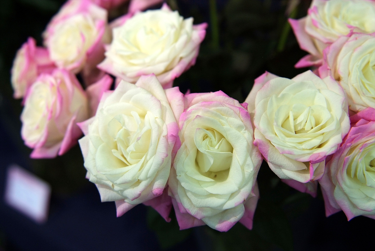 장미 - Rose, Rosa hybrida