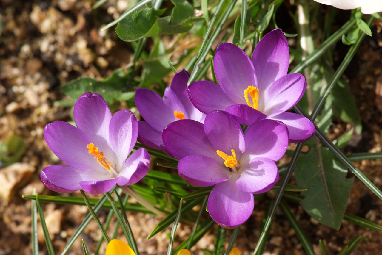 크로커스 - Crocus, Crocus spp.