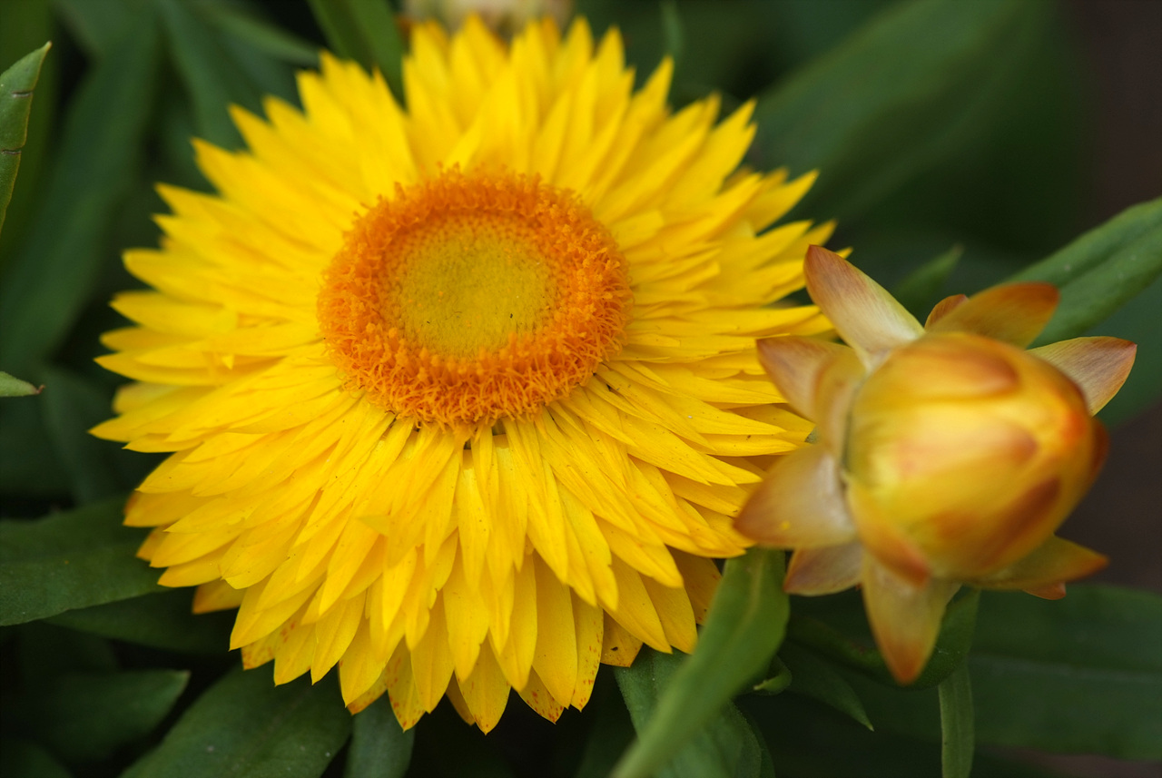밀짚꽃 - straw flower, Helichrysum bracteatum