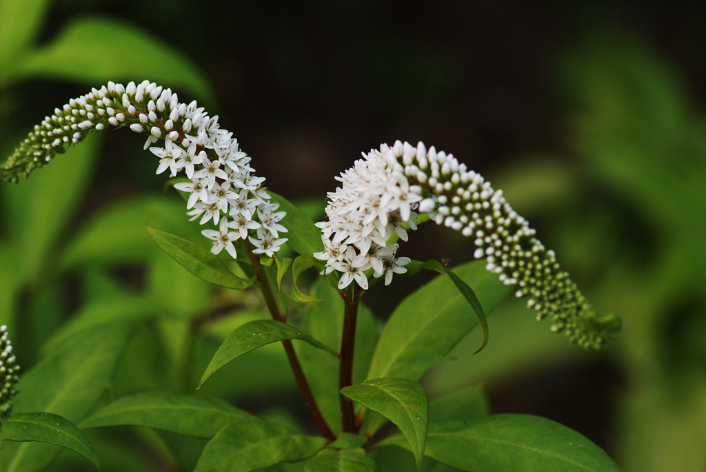 까치수염 - Lysimachia barystachys Bunge