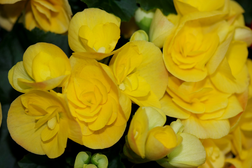 꽃베고니아 - Wax Begonias, Begonia semperflorens