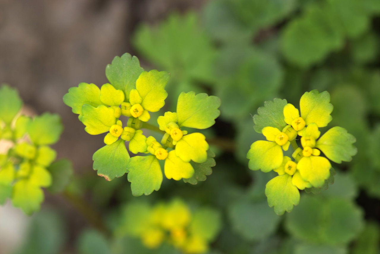애기괭이눈 - Chrysosplenium flagelliferum F.Schmidt