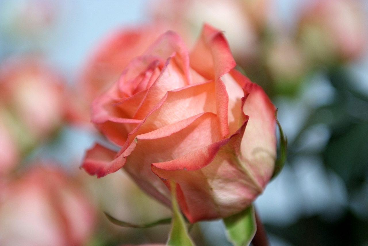 장미 - Rose, Rosa hybrida