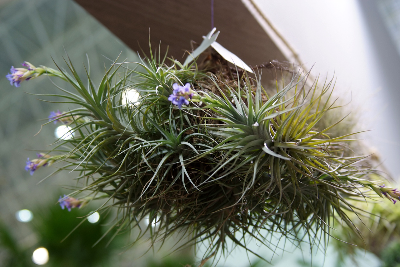 틸란디시아 - Tillandsia bergeri