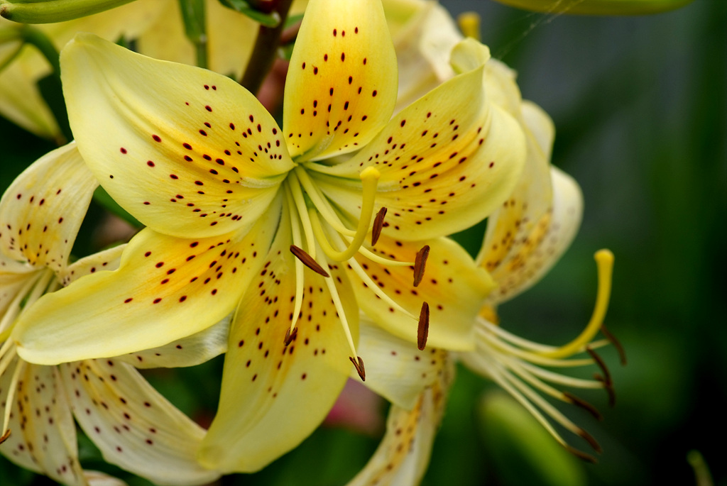 백합 - Lily, Lilium longiflorum Thunb.
