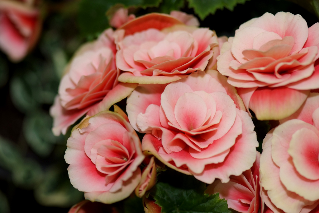 꽃베고니아 - Wax Begonias, Begonia semperflorens