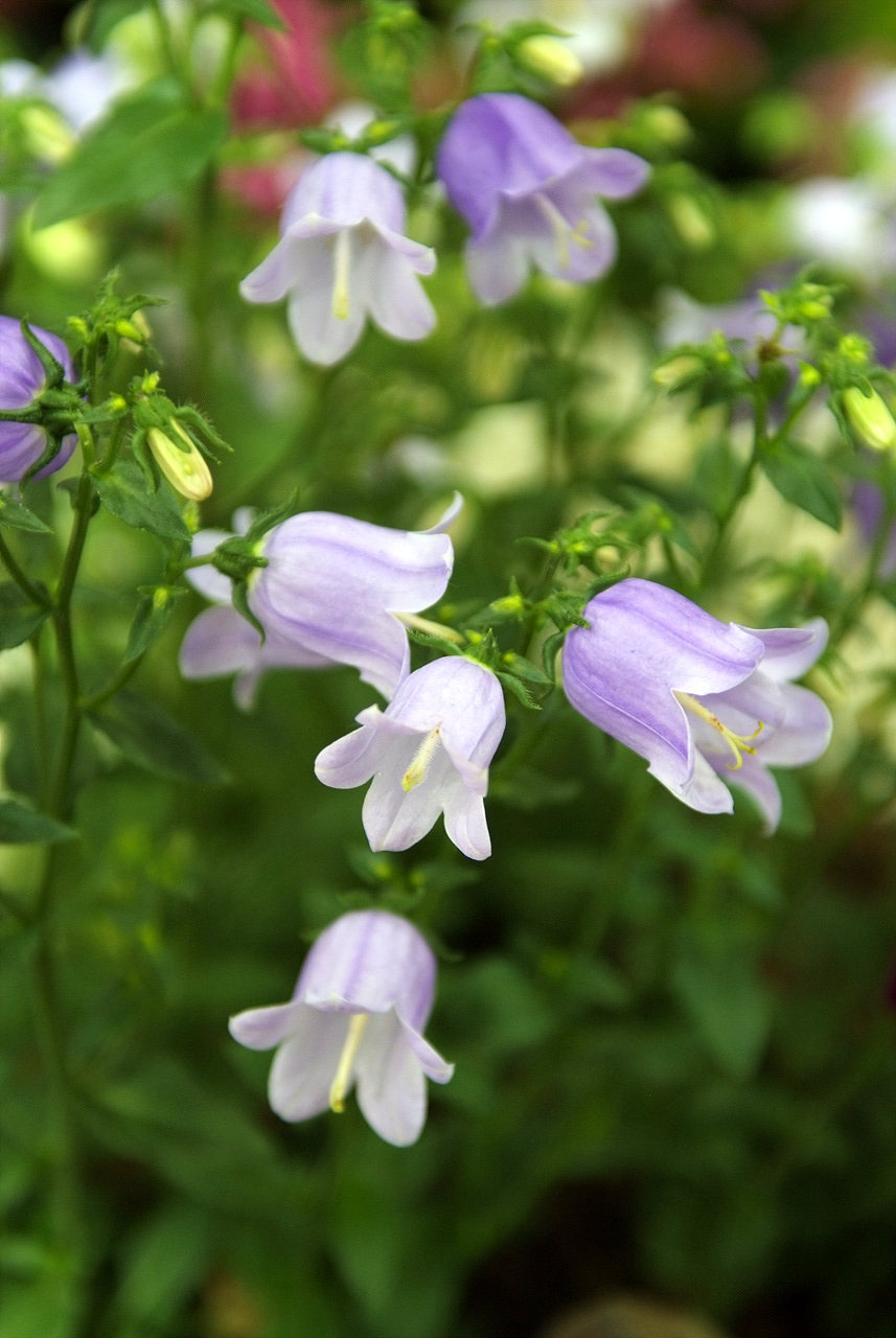 캄파눌라 - Canterbury bells, Campanula poscharskyana