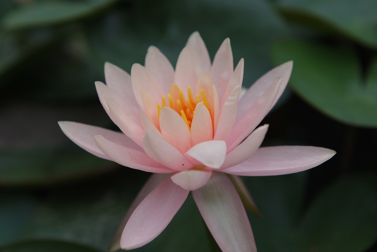 수련 - Nymphaea tetragona var. angusta