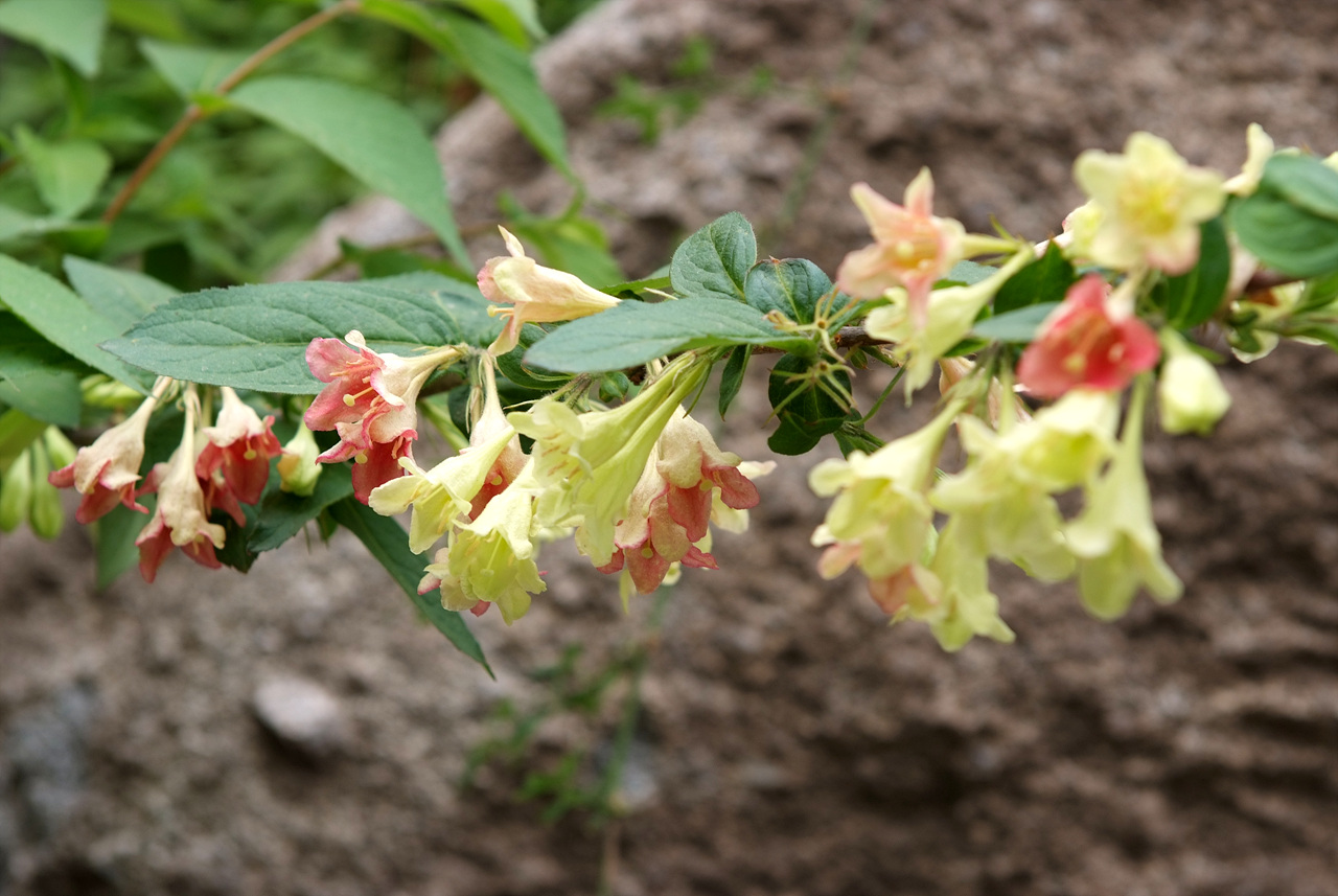 병꽃나무 - Weigela subsessilis