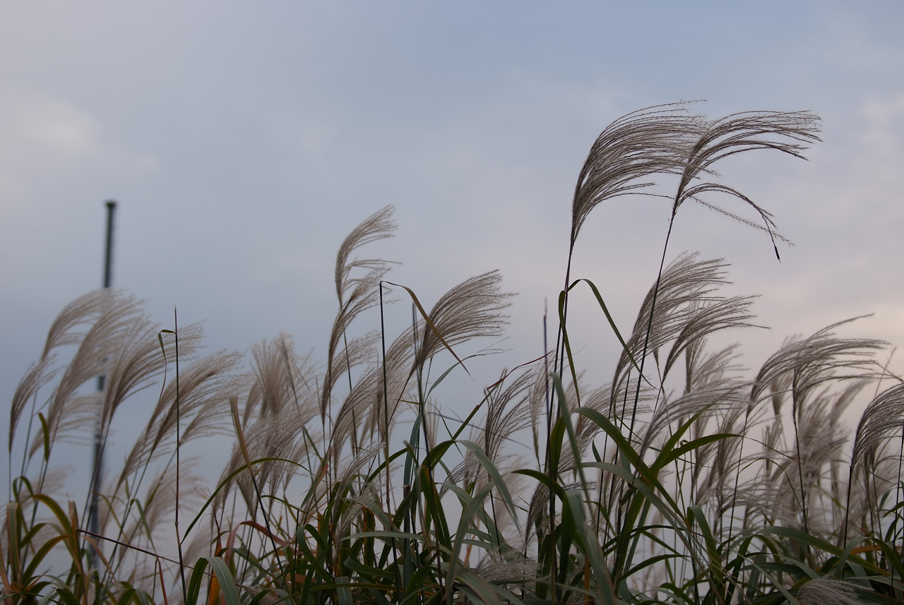 억새 - peder, Miscanthus sinensis var. purpurascens (Andersson) Rendle