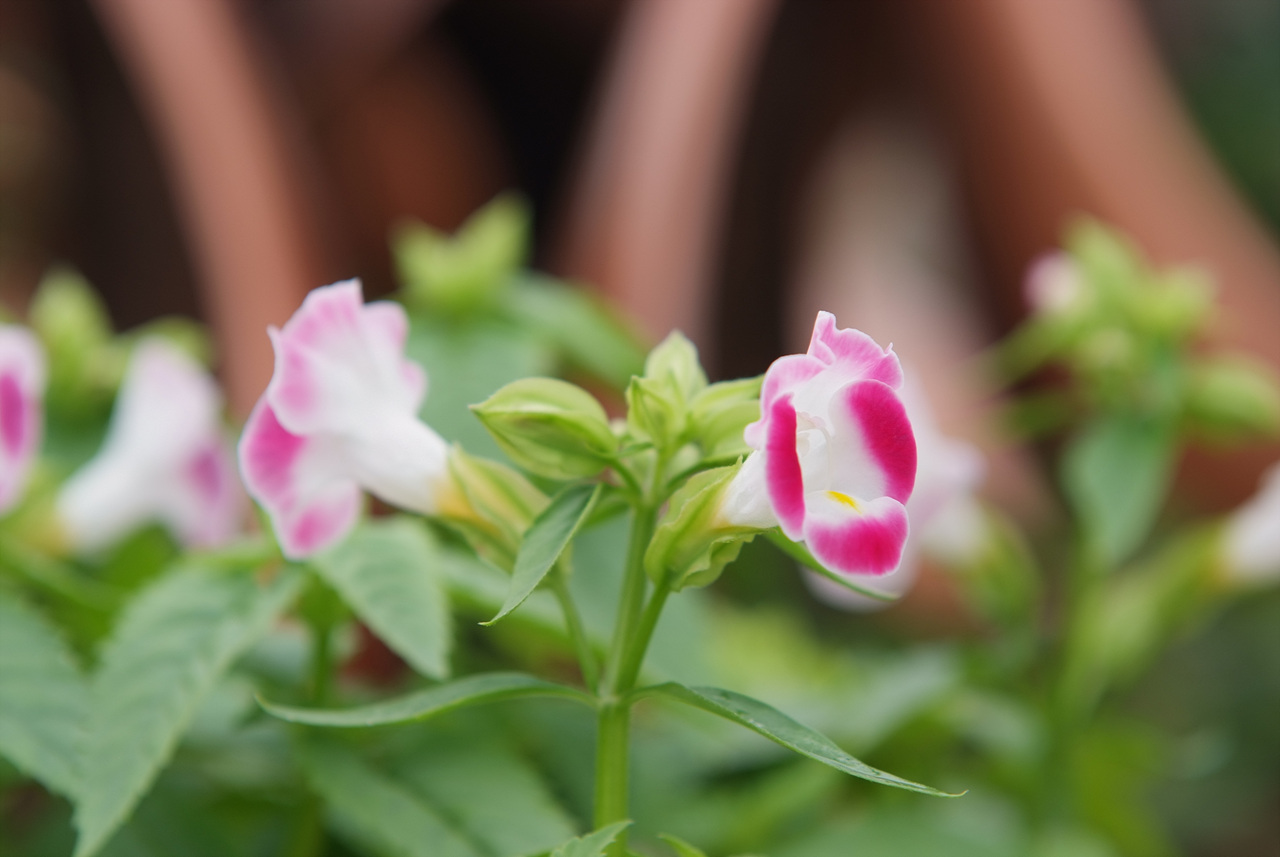 토레니아 - Torenia fournieri