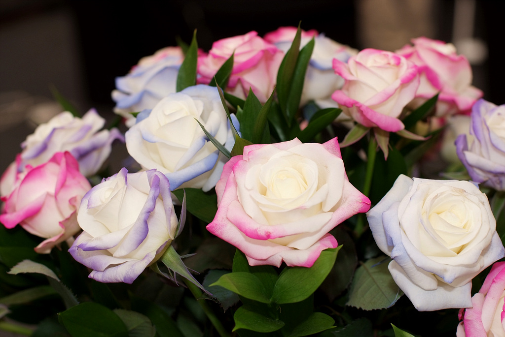장미 - Rose, Rosa hybrida