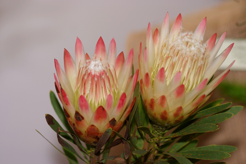 프로티아 리펜스 - Sugarbush, common sugarbush, real sugarbush, honey protea, suikerbos, stroopbos, Protea repens