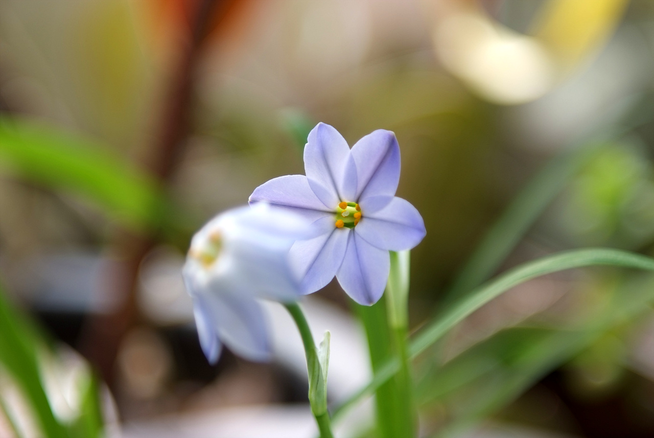 향기별꽃 - starflower, spring starflower, Ipheion uniflorum