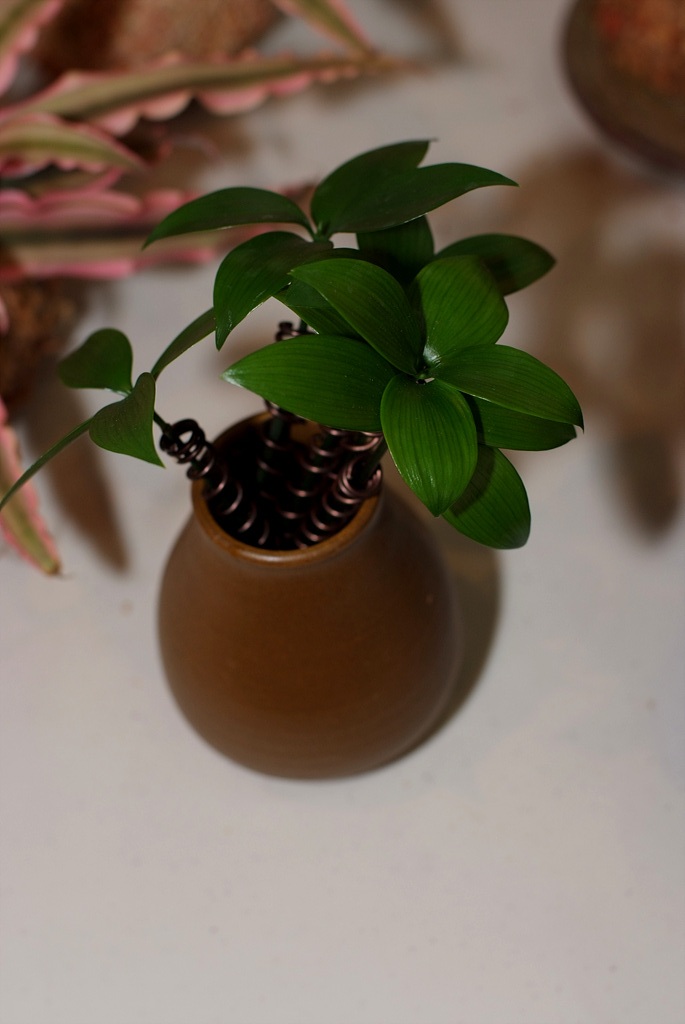 죽백나무 - Nageia nagi, Asian bayberry, Podocarpus nagi (Thunb.) Zoll. & Mor. ex Zoll.