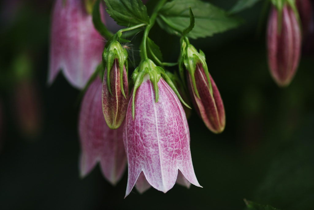 섬초롱꽃 - Campanula takesimana