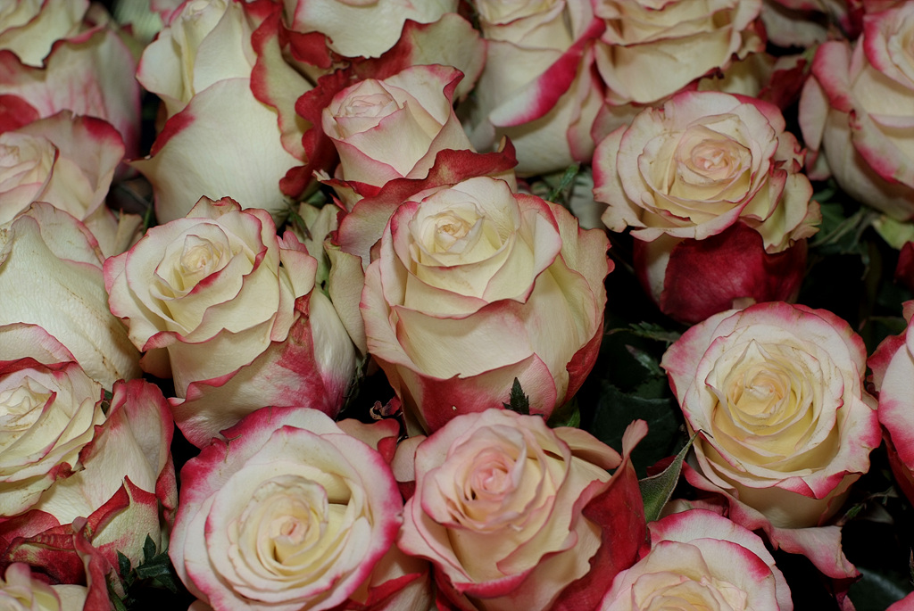 장미 - Rose, Rosa hybrida