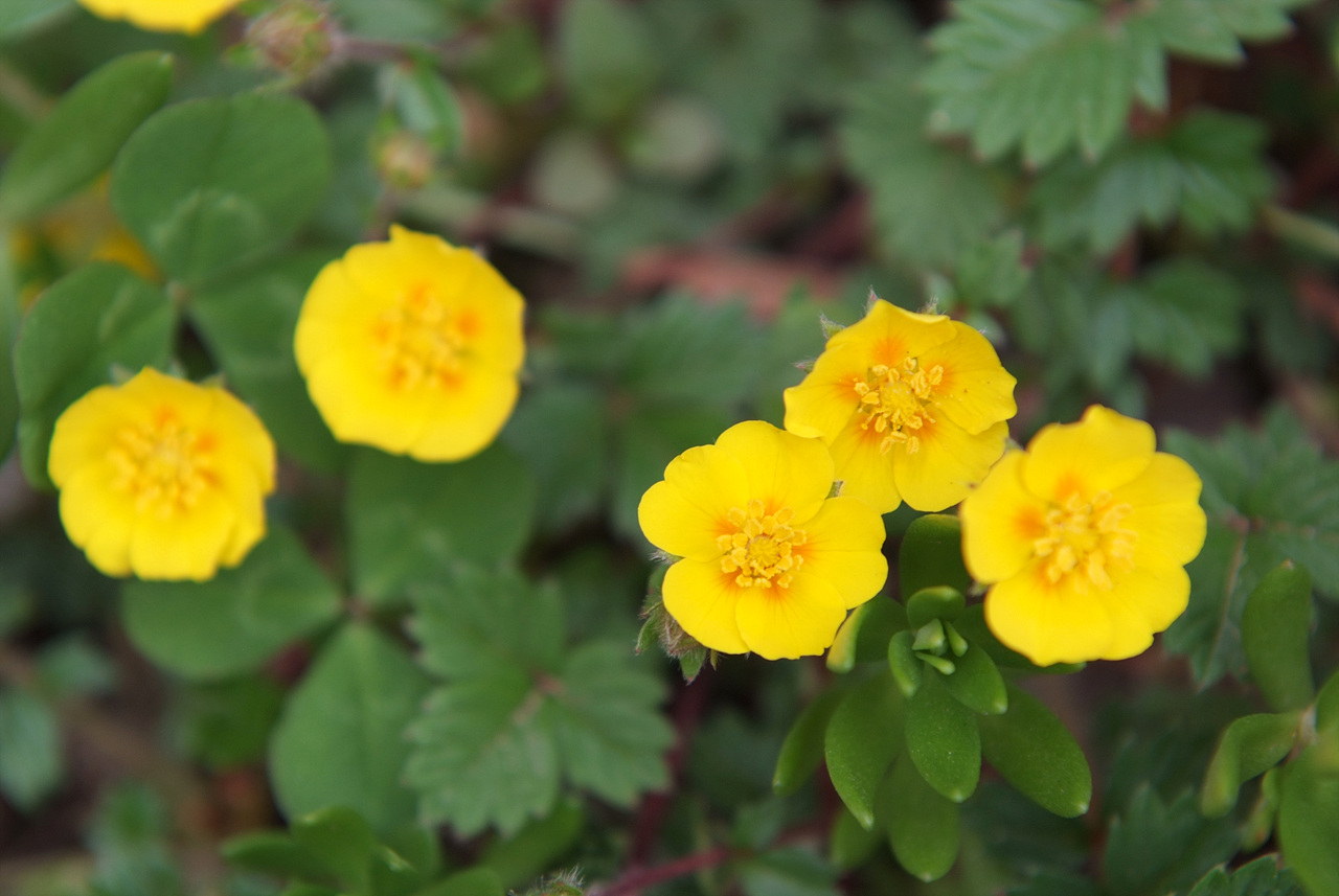 좀양지꽃 - Potentilla matsumurae Th.Wolf