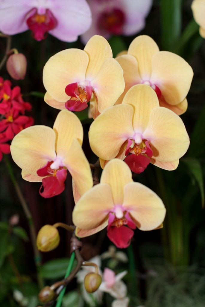 호접란 - Moth orchids, phalaenopsis