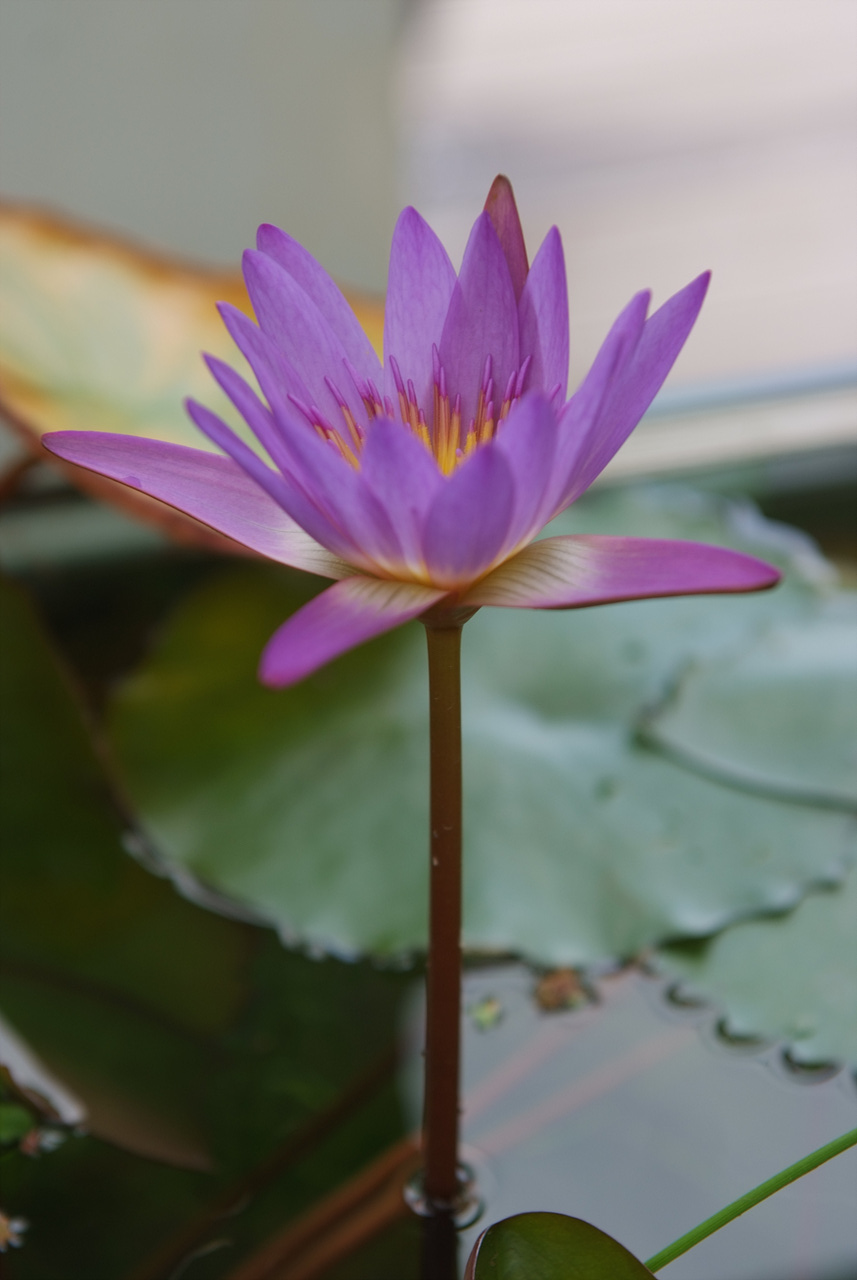 수련 - Nymphaea tetragona var. angusta