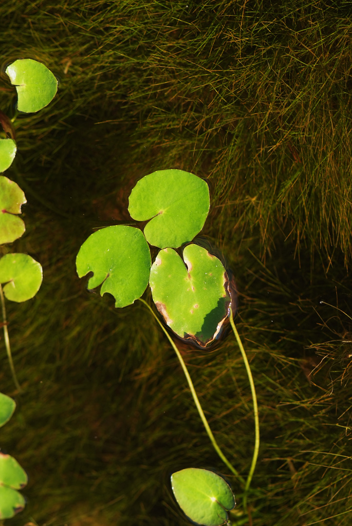 수련 - Nymphaea tetragona var. angusta