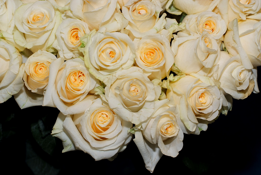 장미 - Rose, Rosa hybrida