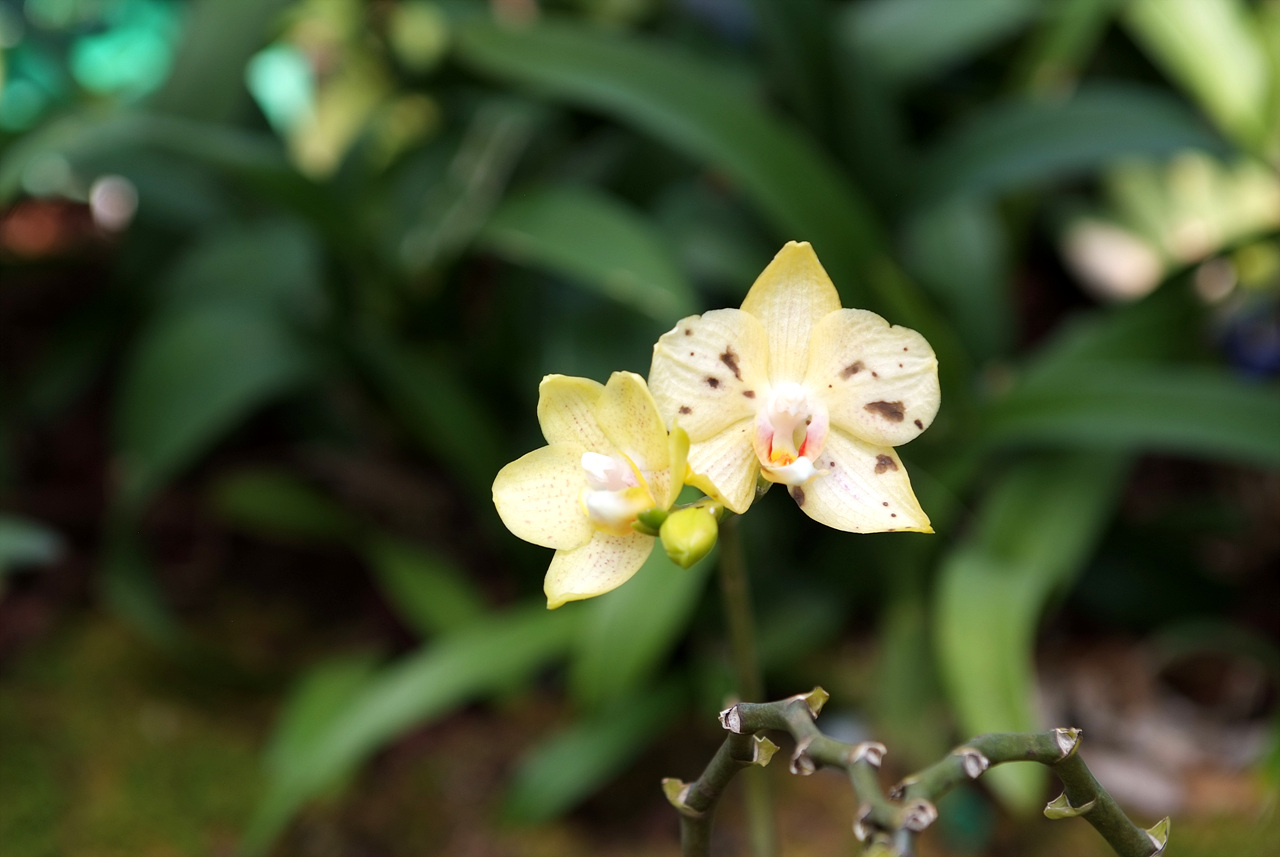 호접란 - Moth orchids, phalaenopsis